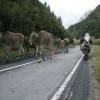 Moto Ruta nufenenpass--valais-- photo