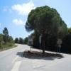 Moto Ruta n379--cotovia-- photo