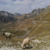 Motorcycle Road durmitor- photo