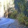 Moto Ruta ca-245--woodlake- photo